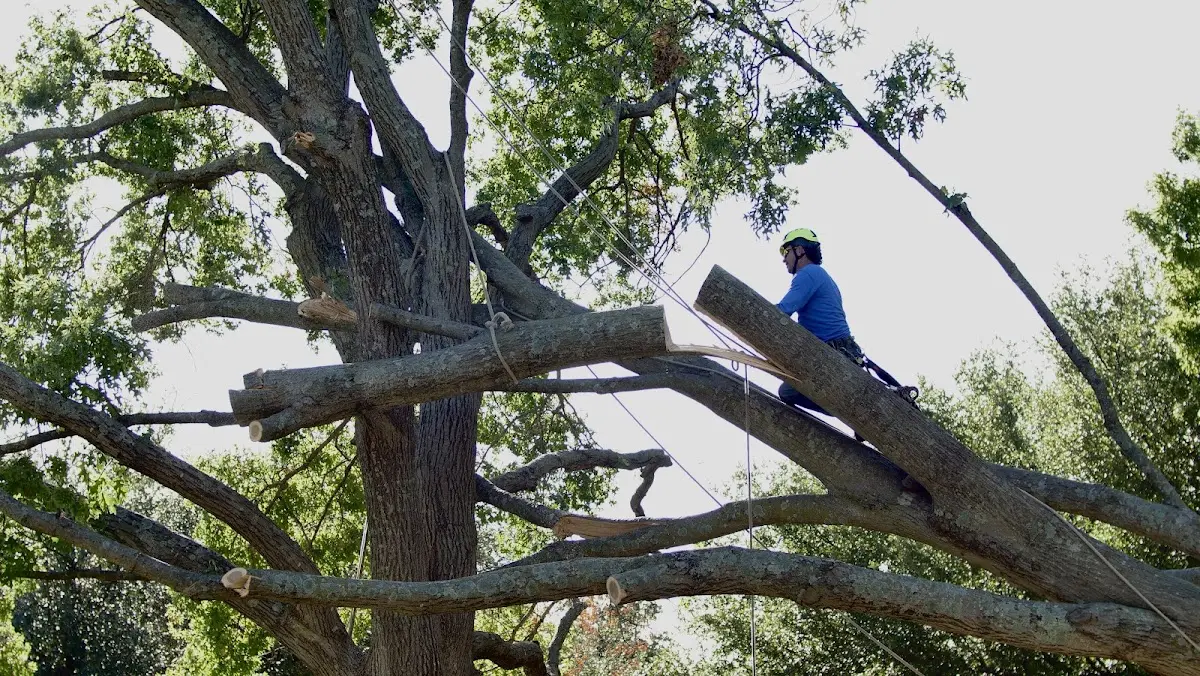 Professional Crown Thinning performed by certified arborists in Fordoche